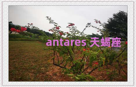 antares 天蝎座